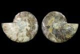 Agatized Ammonite Fossil - Crystal Pockets #130055-1